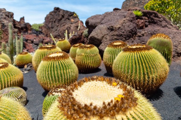 Créer un espace extérieur idéal : Les secrets d'une extension de jardin réussie
