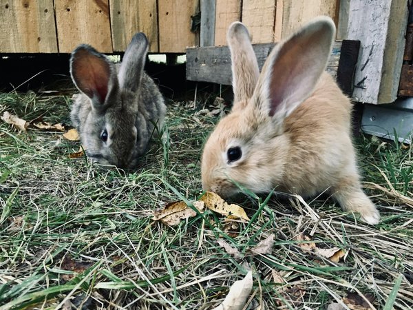 Répulsif lapin : quel est le mode d'application correct ?