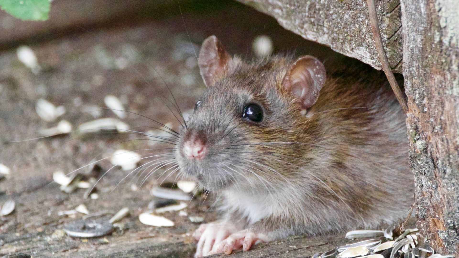 Dératisation professionnelle à Nancy : comment éliminer les rats une bonne fois pour toutes !